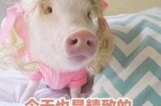 肥猪猪的日常娱乐吃瓜酱,娱乐酱的趣味生活点滴
